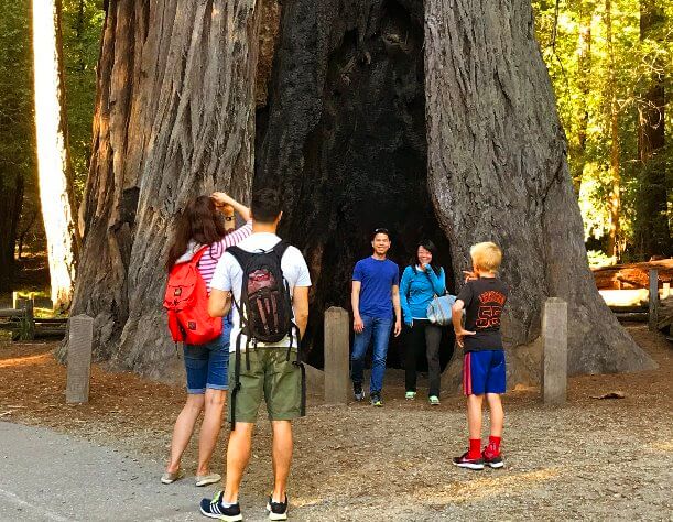 Visit a national park of giant redwoods in California